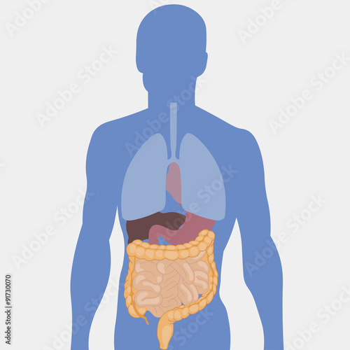 Human intestines, detailed medical illustration
