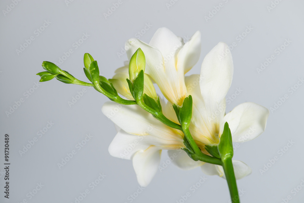 The branch of white freesia with flowers and buds on a gray back