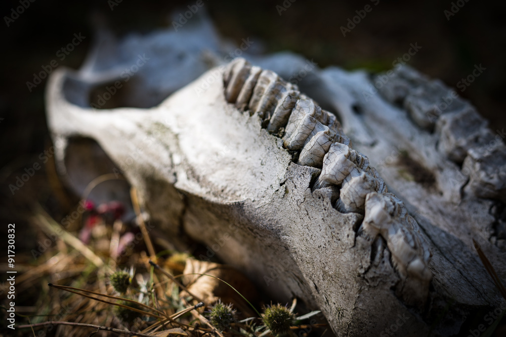 Animal skull is found in the woods. Tooths in focus Animal skull is found in the woods. Tooths in focus