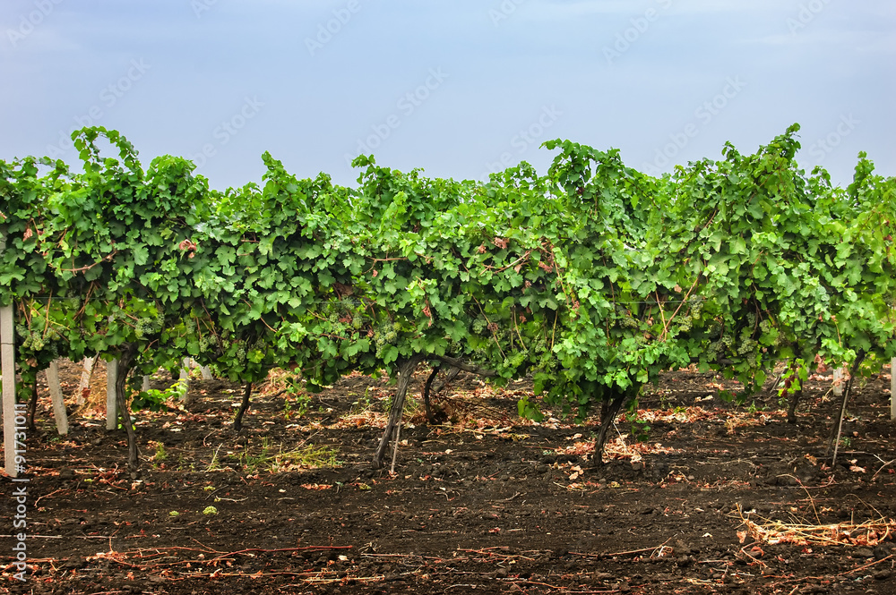 Vineyard in Ukraine.