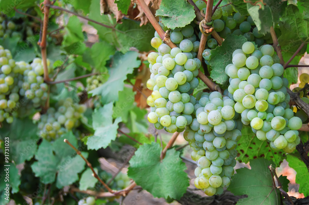 View of vineyard row with bunches of ripe white wine grapes at sunset. View of vineyard row with bunches of ripe white wine grapes at sunset.