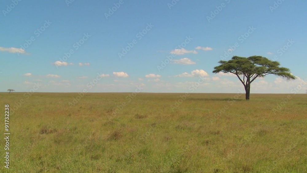 A lonely tree on the Serengeti plain in Africa. A lonely tree on the Serengeti plain in Africa.