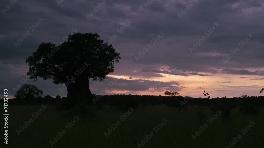 A beautiful timelapse of baobab trees in Tarangire park, Tanzania. A beautiful timelapse of baobab trees in Tarangire park, Tanzania.