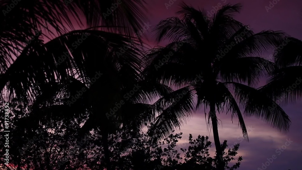 Sunset through palm tree leaf silhouette
Sunset through palm tree leaf silhouette