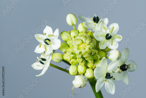 Fototapeta Naklejka Na Ścianę i Meble -  close-up ornithogalum, Star-of-Bethlehem, belongs to the family