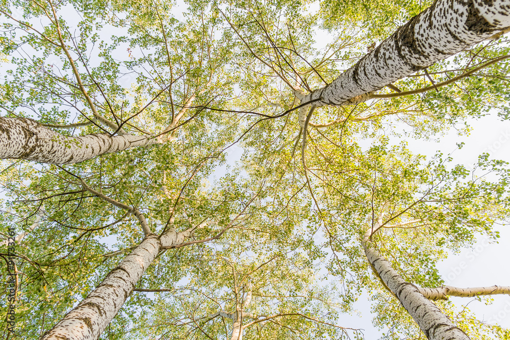 Fototapeta premium Top of the Birches