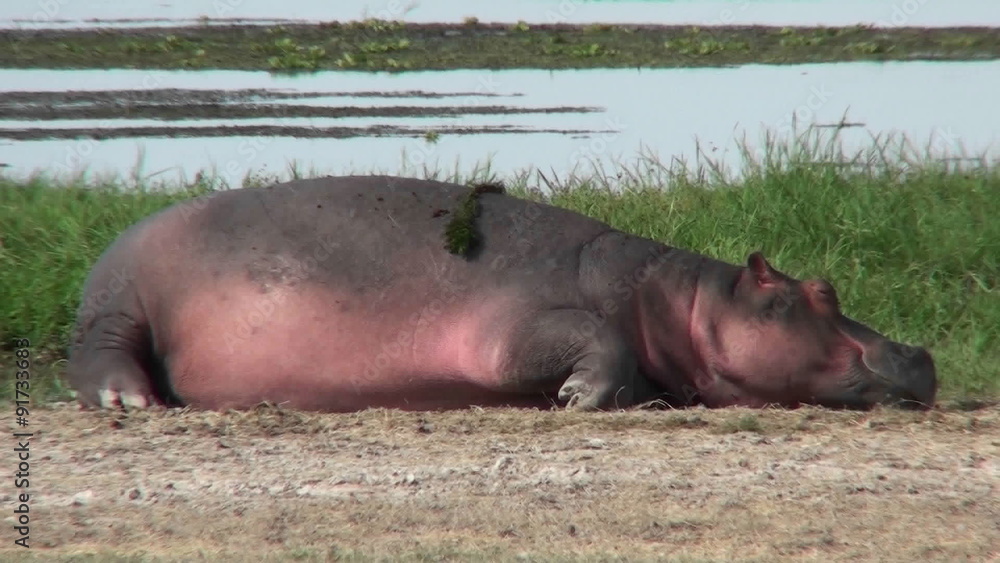A hippo asleep by a watering hole in Africa. A hippo asleep by a watering hole in Africa.
