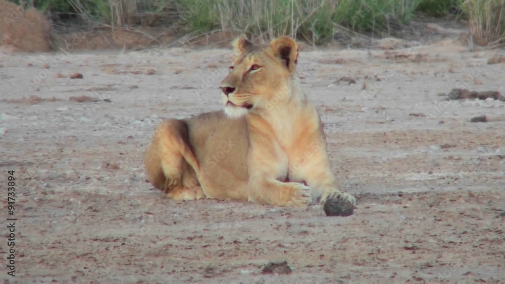 A female lion looks alertly around on the plains of Africa. A female lion looks alertly around on the plains of Africa.