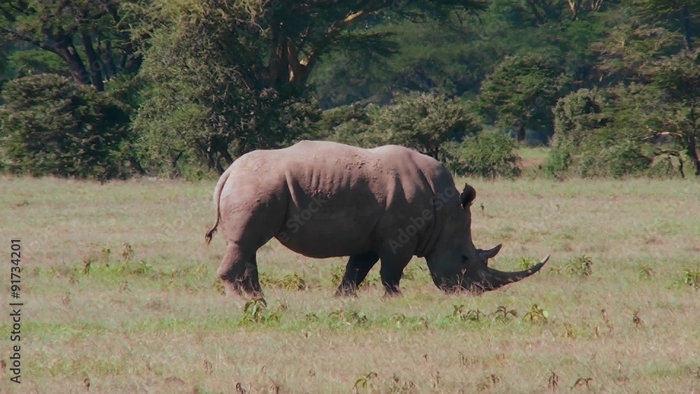 A rare rhino grazes on the plains of Africa. A rare rhino grazes on the plains of Africa.