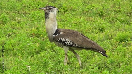 A kori bustard bird walks in grass in Africa.