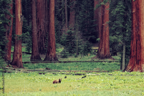 Bear in Sequoia National Park