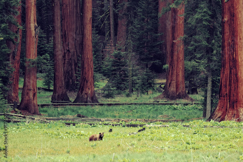 Bear in Sequoia National Park © rabbit75_fot