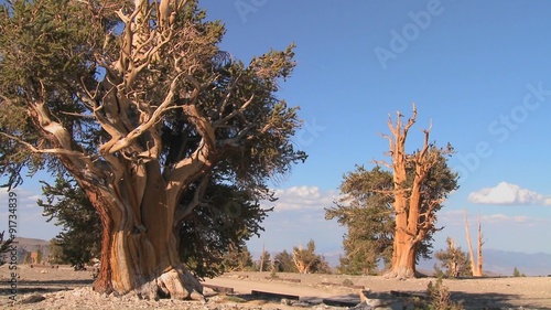 Pine cones hang from ancient bristlecone trees in the White Mountains of California. photo