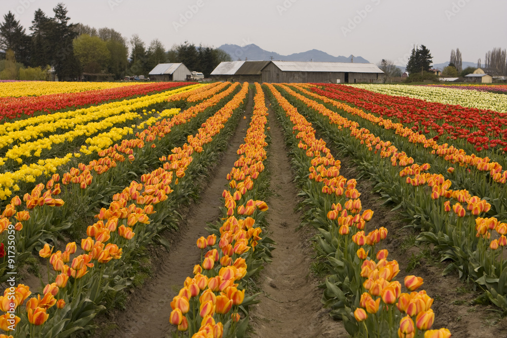Tulip Field With Farm