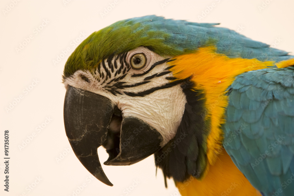 Fototapeta premium Blue and Yellow Macaw Portrait