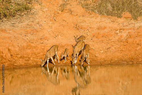 Spotted deer