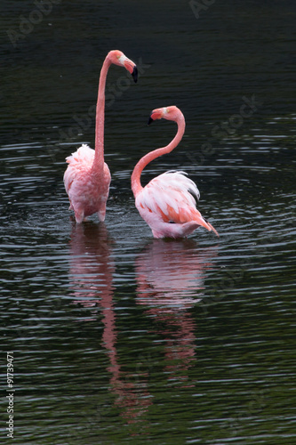 Greater Flamingo chick (Phoenicopterus roseus) at Isabela, Galapagos Islands, Ecuador photo