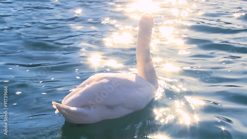 A white swan swims on sparkling water in a lake. photo