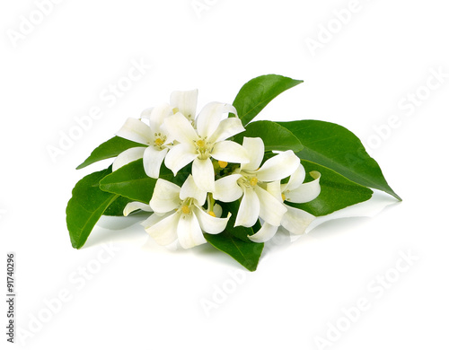 White flower, Orange Jessamine (Murraya paniculata) or China Box