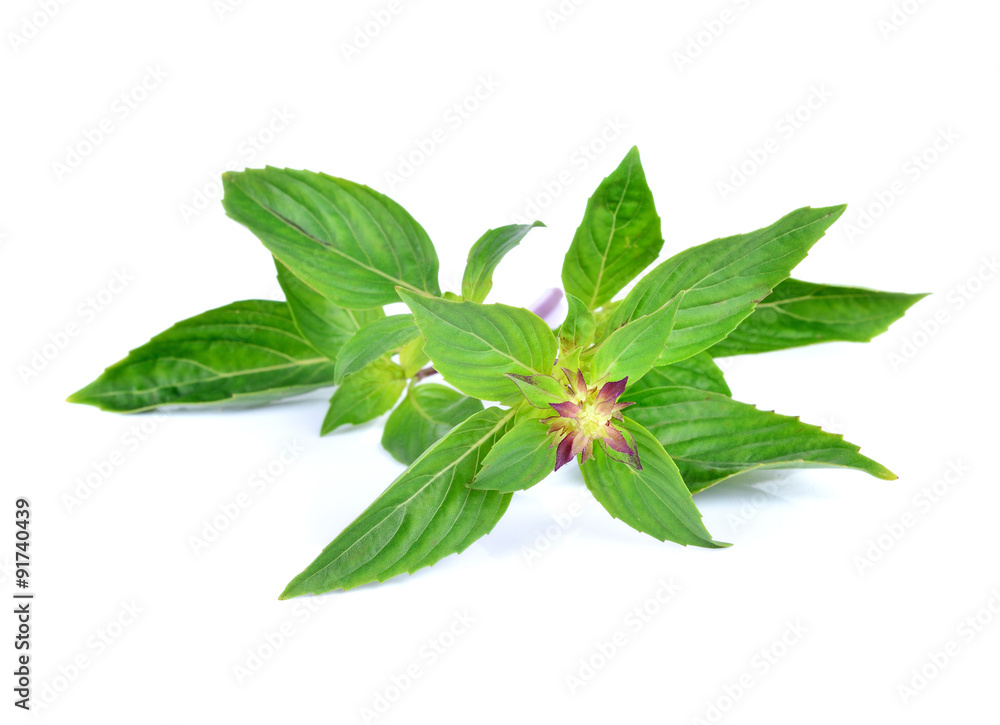 basil leaves isolated on white background basil leaves isolated on white background