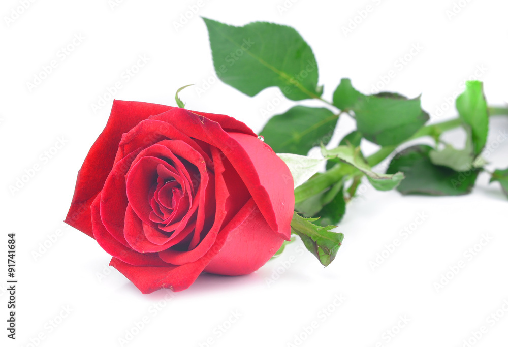 Fototapeta premium Red rose isolated on white background.