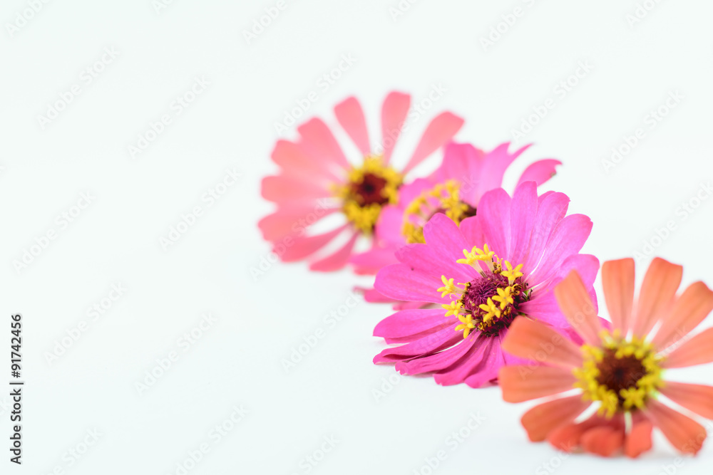Flower of zinnia isolated