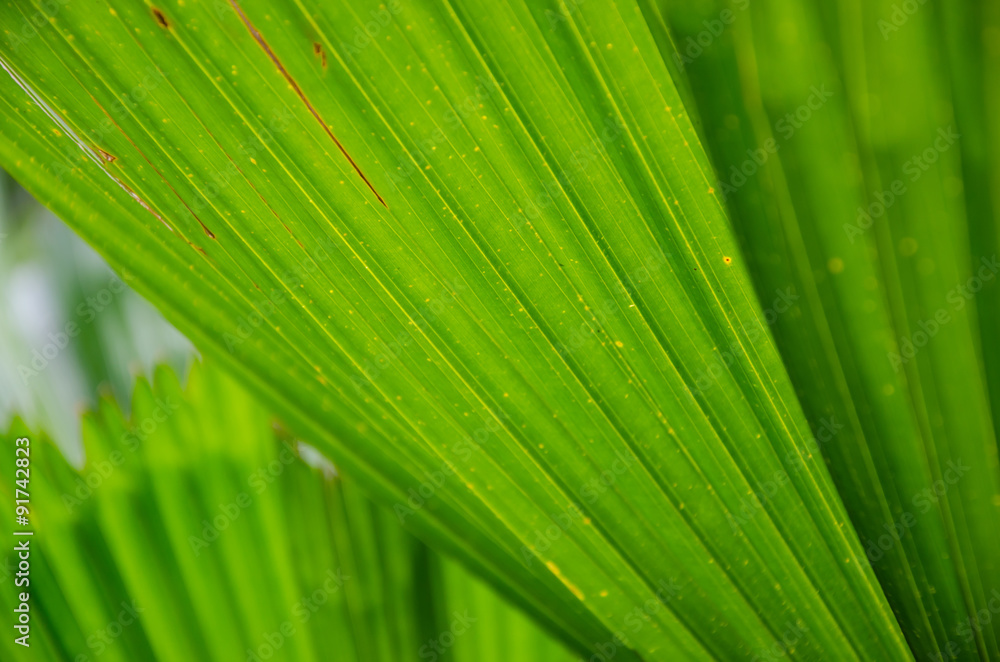Background of Palm Leaf Detail In Soft Focus. Background of Palm Leaf Detail In Soft Focus.