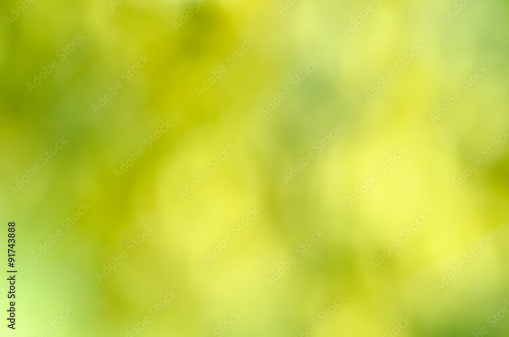 Obraz premium defocused green nature background