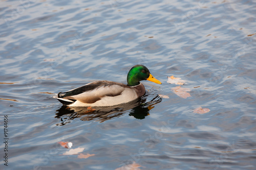 duck in water with autumn leaves