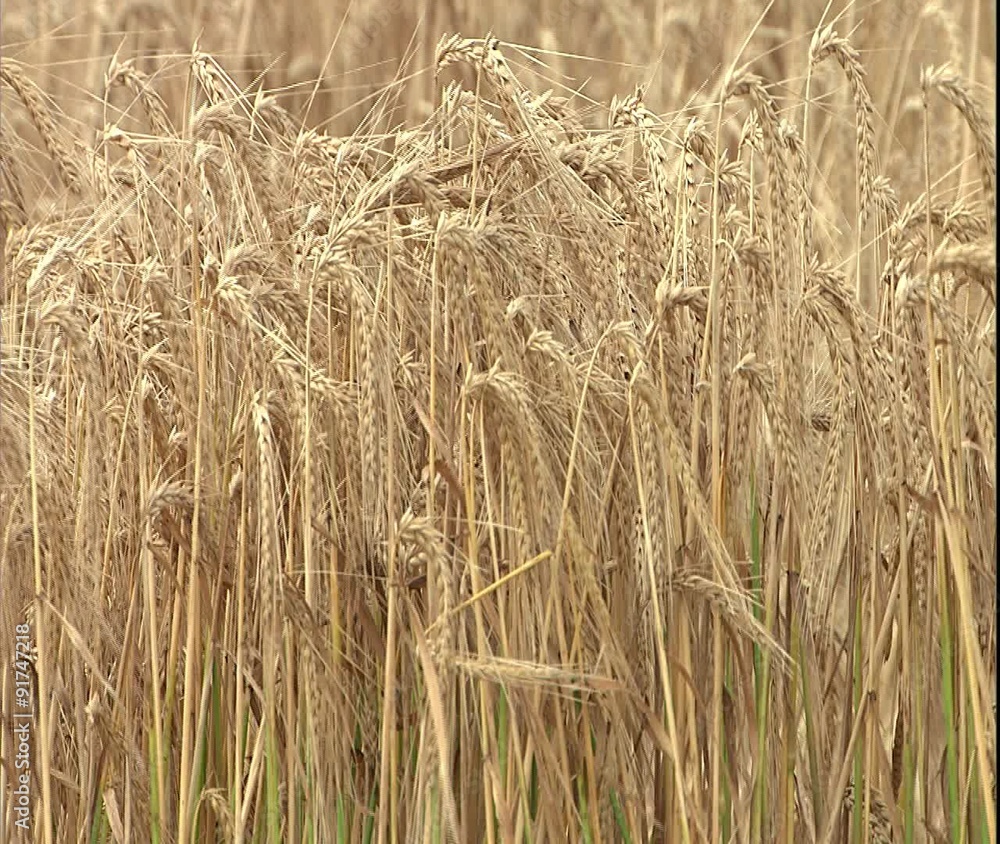 ECU wheat heads bent over from wind ECU wheat heads bent over from wind