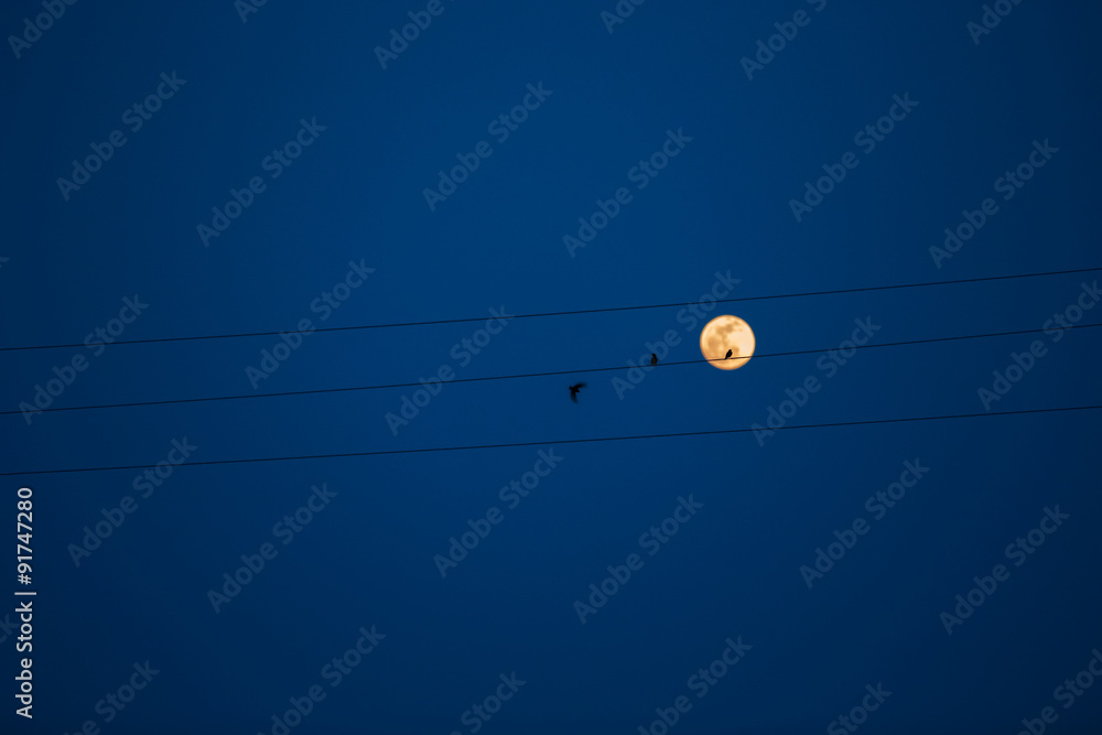 Naklejka premium Birds on a power line, profiled against sky and rising full moon