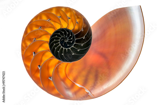 Nautilus shell isolated on a white background.