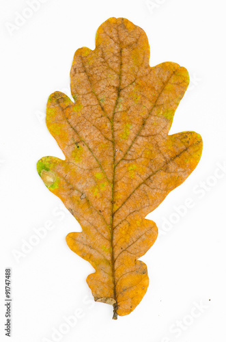fall oak leaf on white background