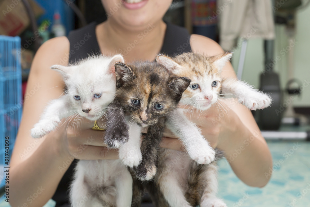 Woman hands holding adorable kitten