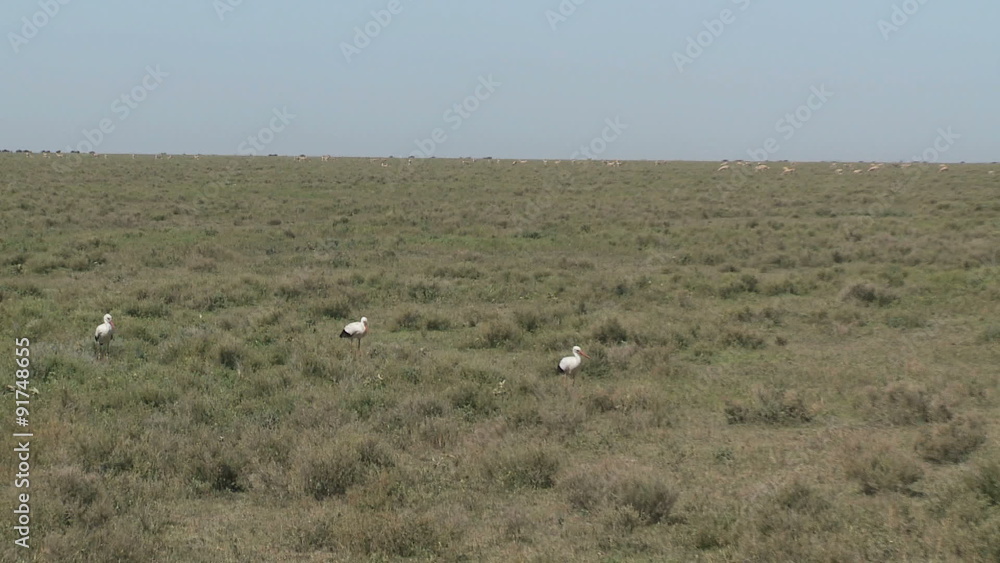 Migration storks Migration storks