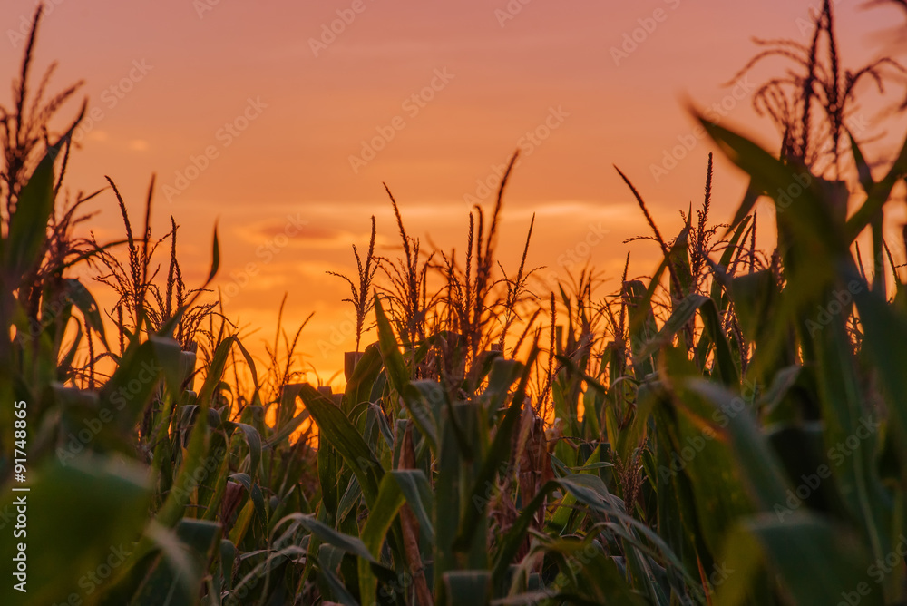 Corn plants in field in sunset Corn plants in field in sunset