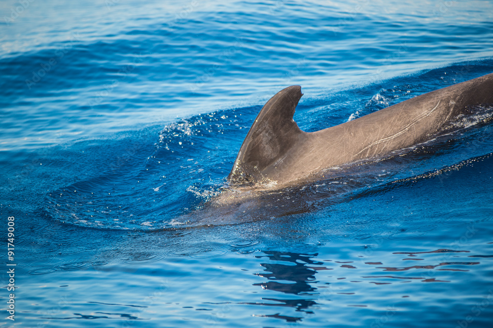 Naklejka premium Dolphins swim in the ocean Canary Islands, Tenerife