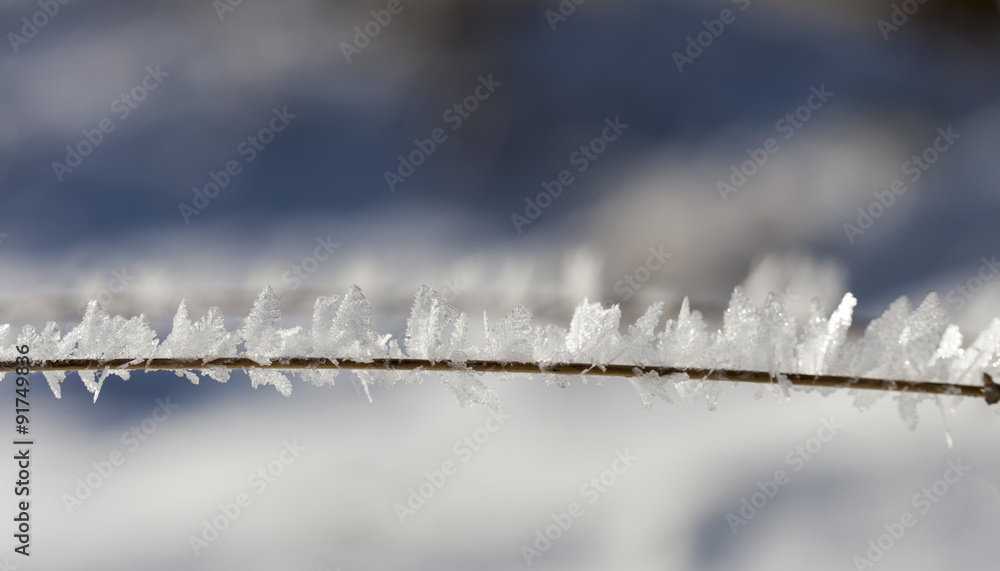 Obraz premium Ice butterflies