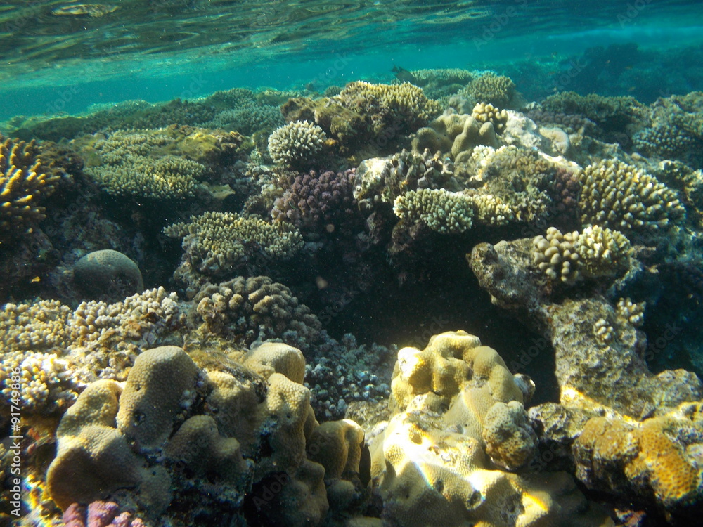 Naklejka premium Morze Czerwone