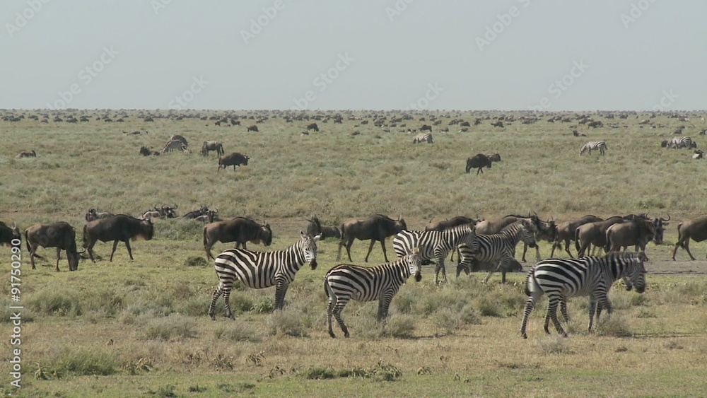 Zebra in foreground, great migration beyond Zebra in foreground, great migration beyond