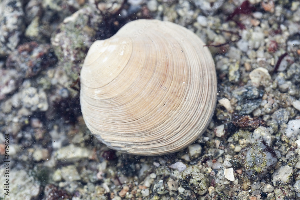 Shell