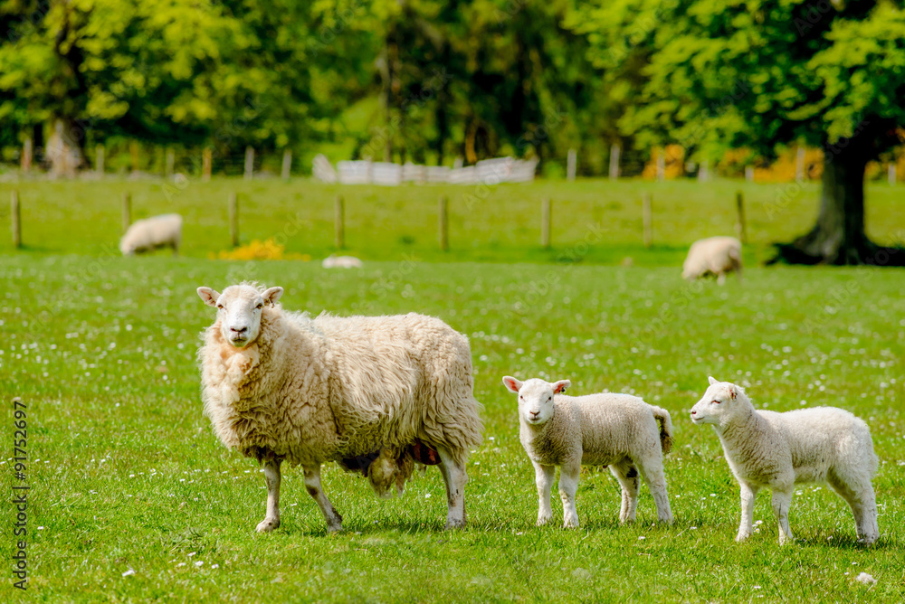 Fototapeta premium Sheep with lambs