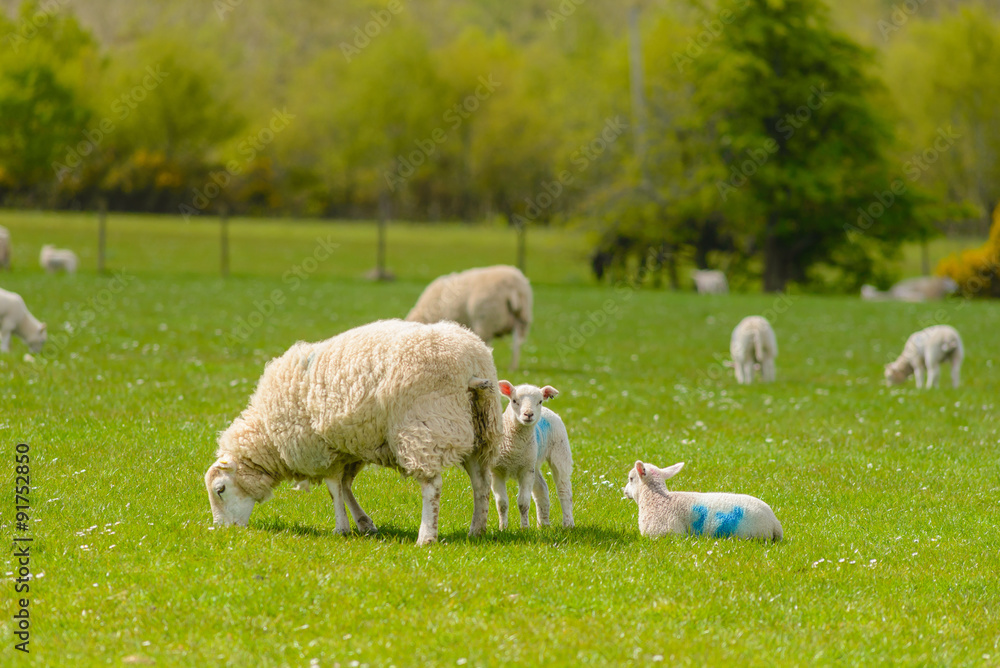Obraz premium Sheep with lambs