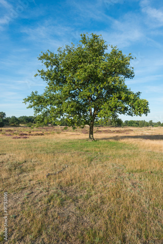 Solitary tree in a nature reserve in the Netherlands