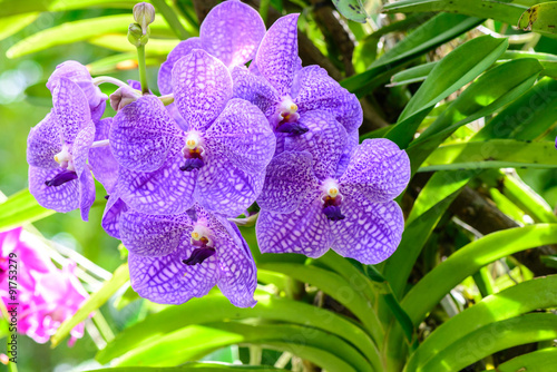Purple vanda orchid in garden. photo