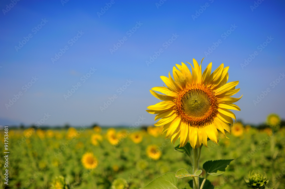 sunflower field over cloudy blue sky and bright sun lights sunflower field over cloudy blue sky and bright sun lights