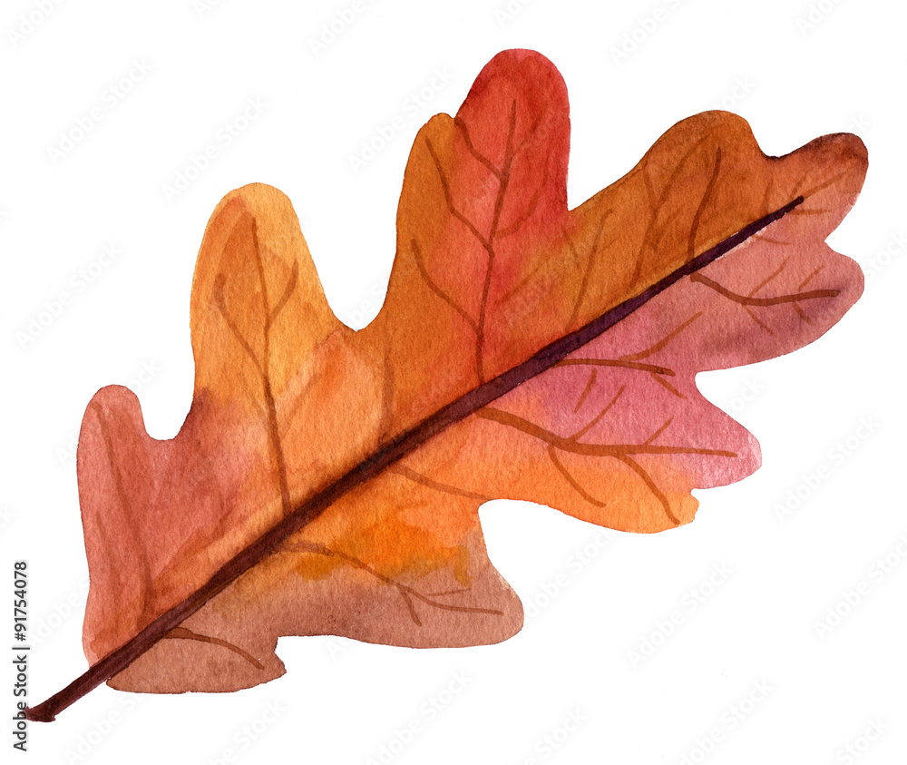 Fototapeta premium A beautiful autumn watercolor oak leaf on white background