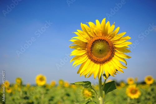 sunflower field over cloudy blue sky and bright sun lights