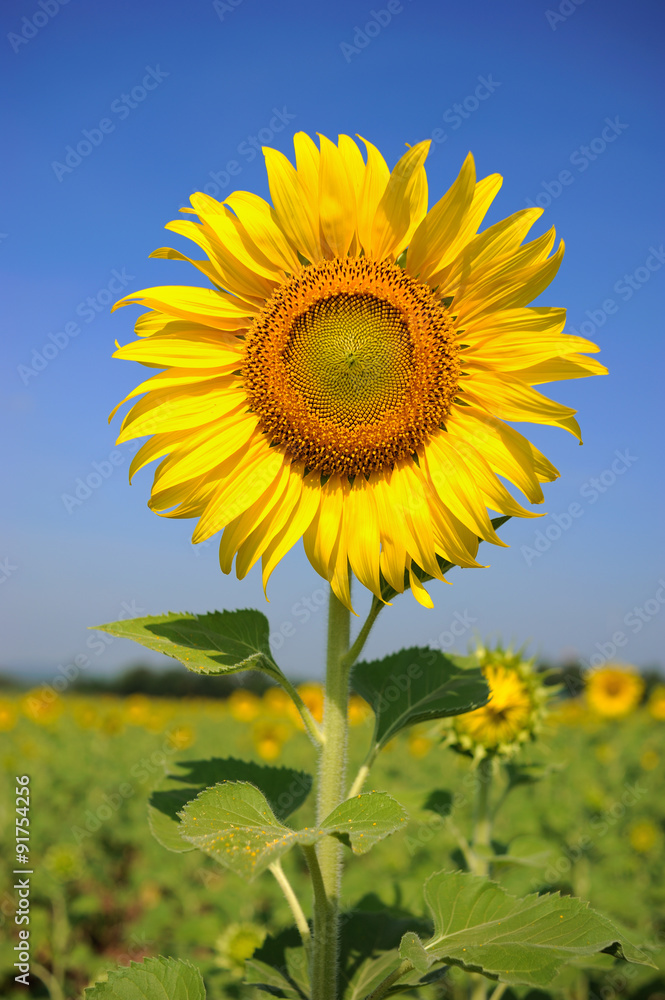 sunflower field over cloudy blue sky and bright sun lights sunflower field over cloudy blue sky and bright sun lights