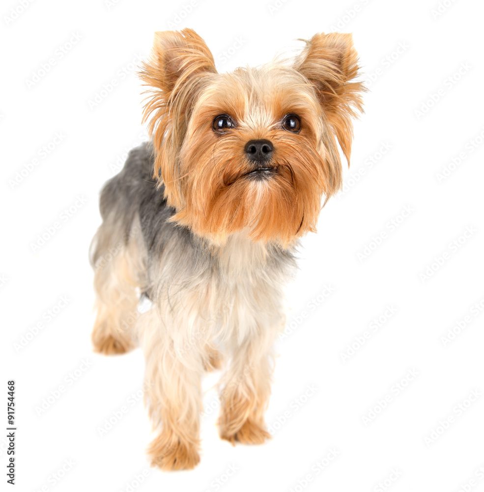 Yorkshire terrier
